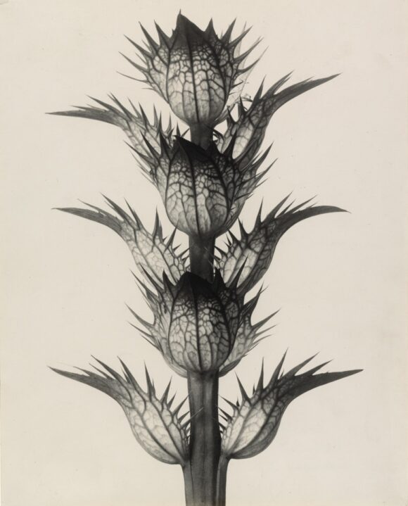 Karl Blossfeldt © The Museum of Modern Art, New York, 2021, pour l’image numérisée