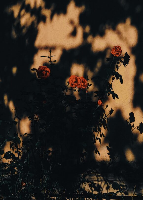 © Francesco Gioia