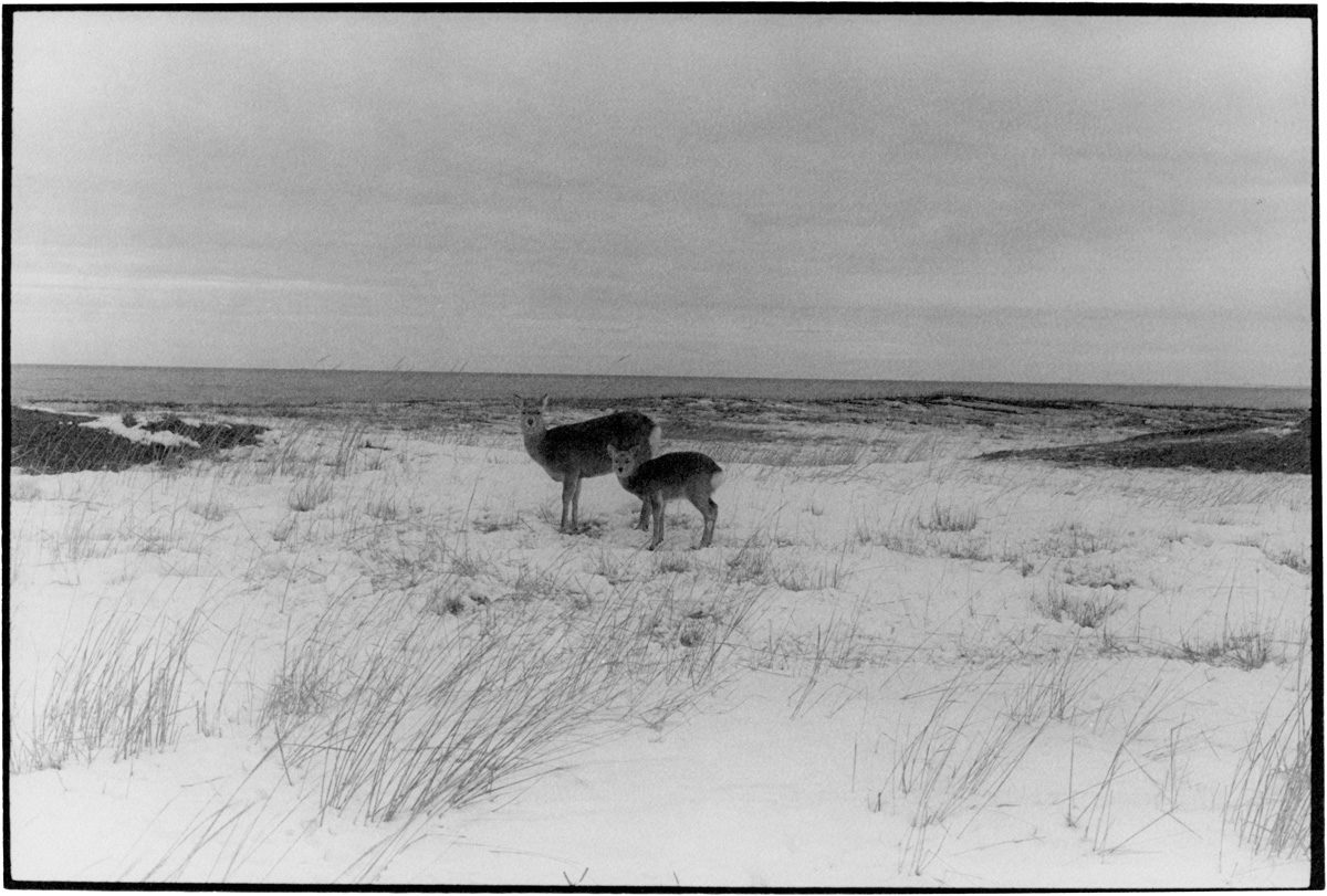 © Chieko Shiraishi, Shikawatari series
