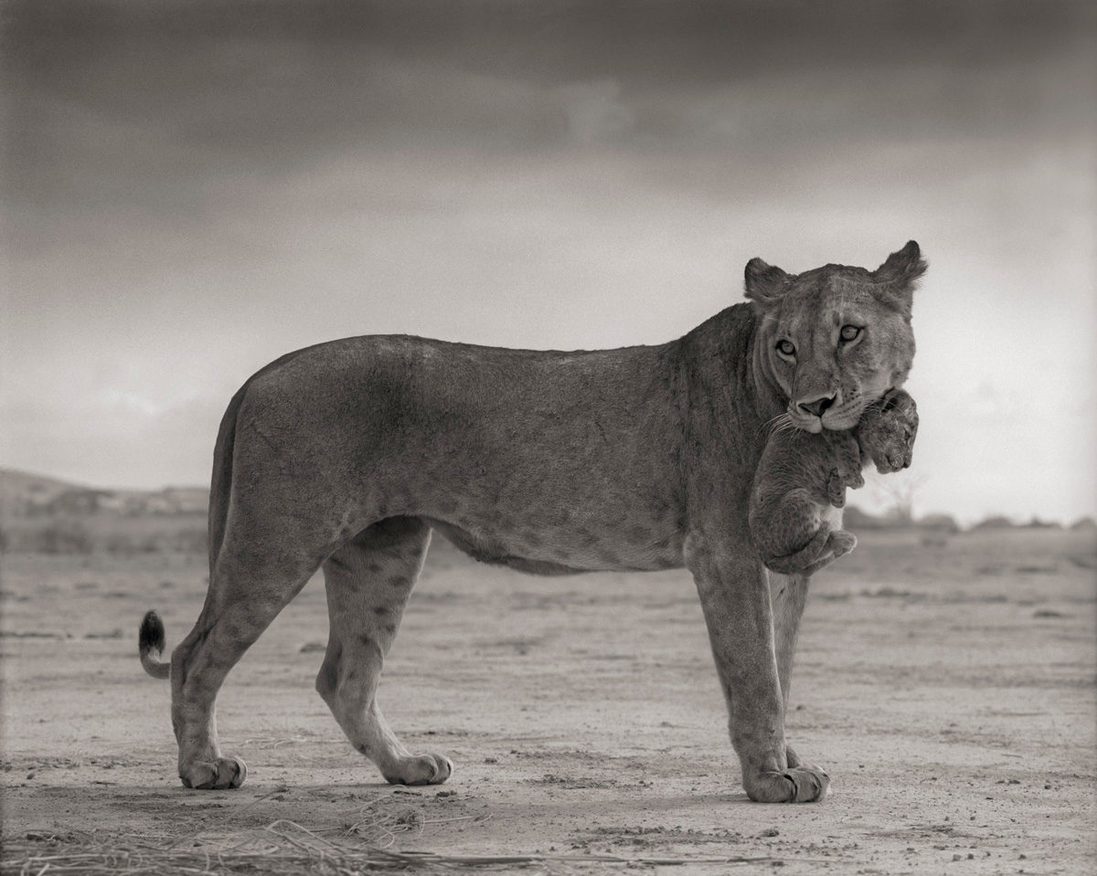 © Nick Brandt / Courtesy of Altas Gallery