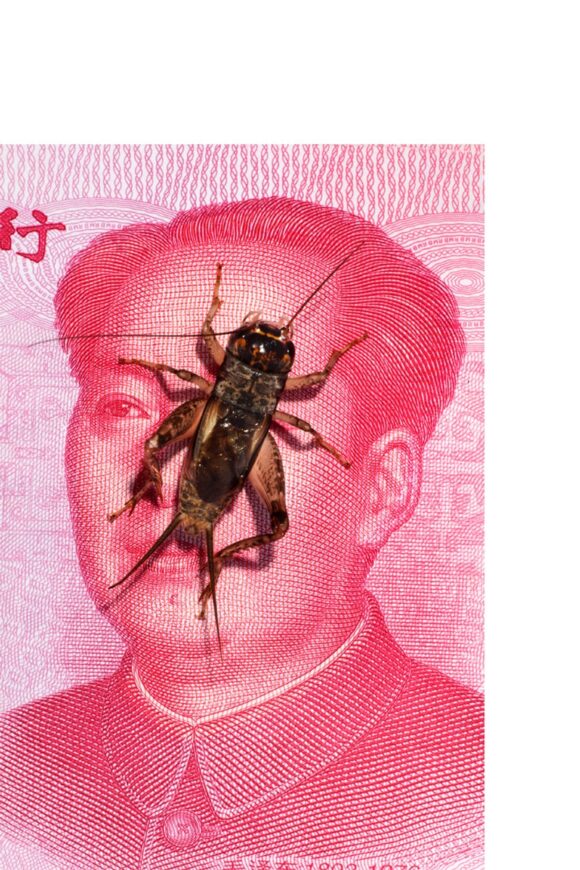 © Laurence Kubski