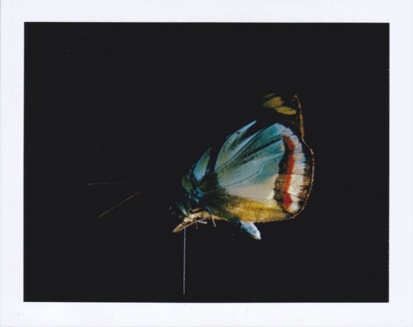 © Marjolaine Vuarnesson