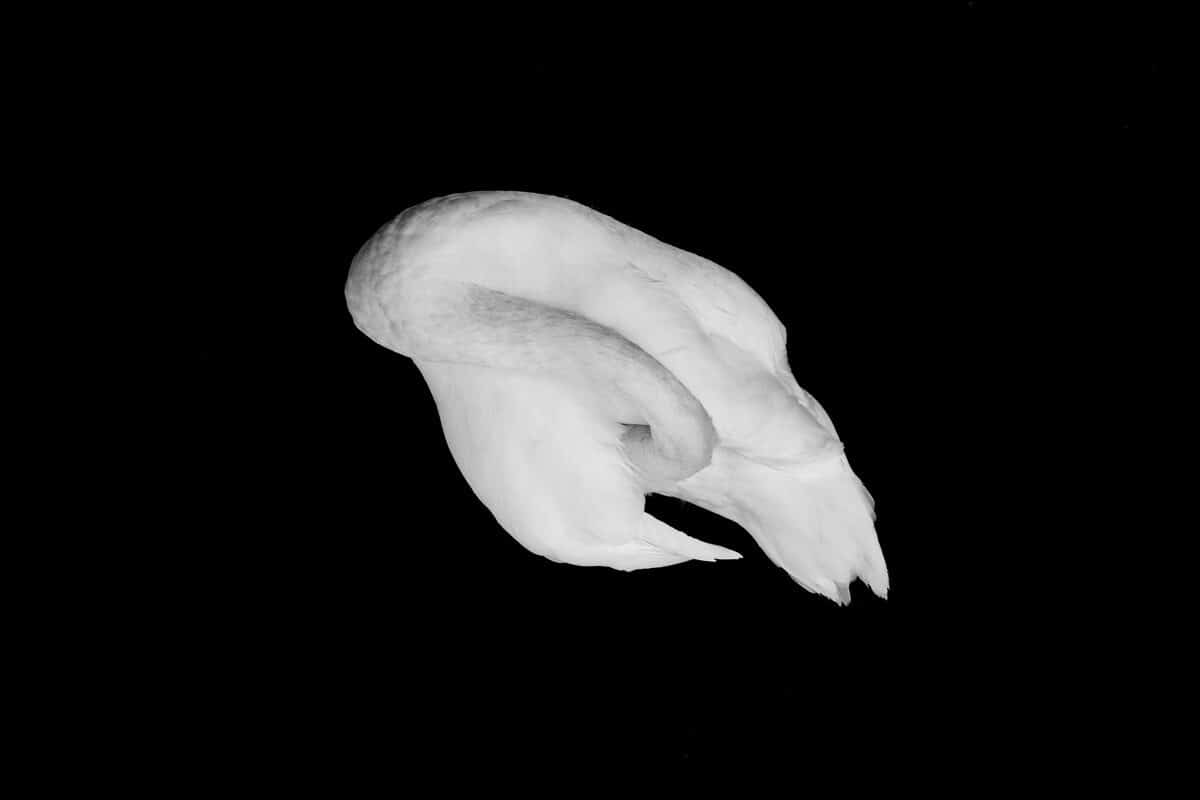 © Olivier Degen