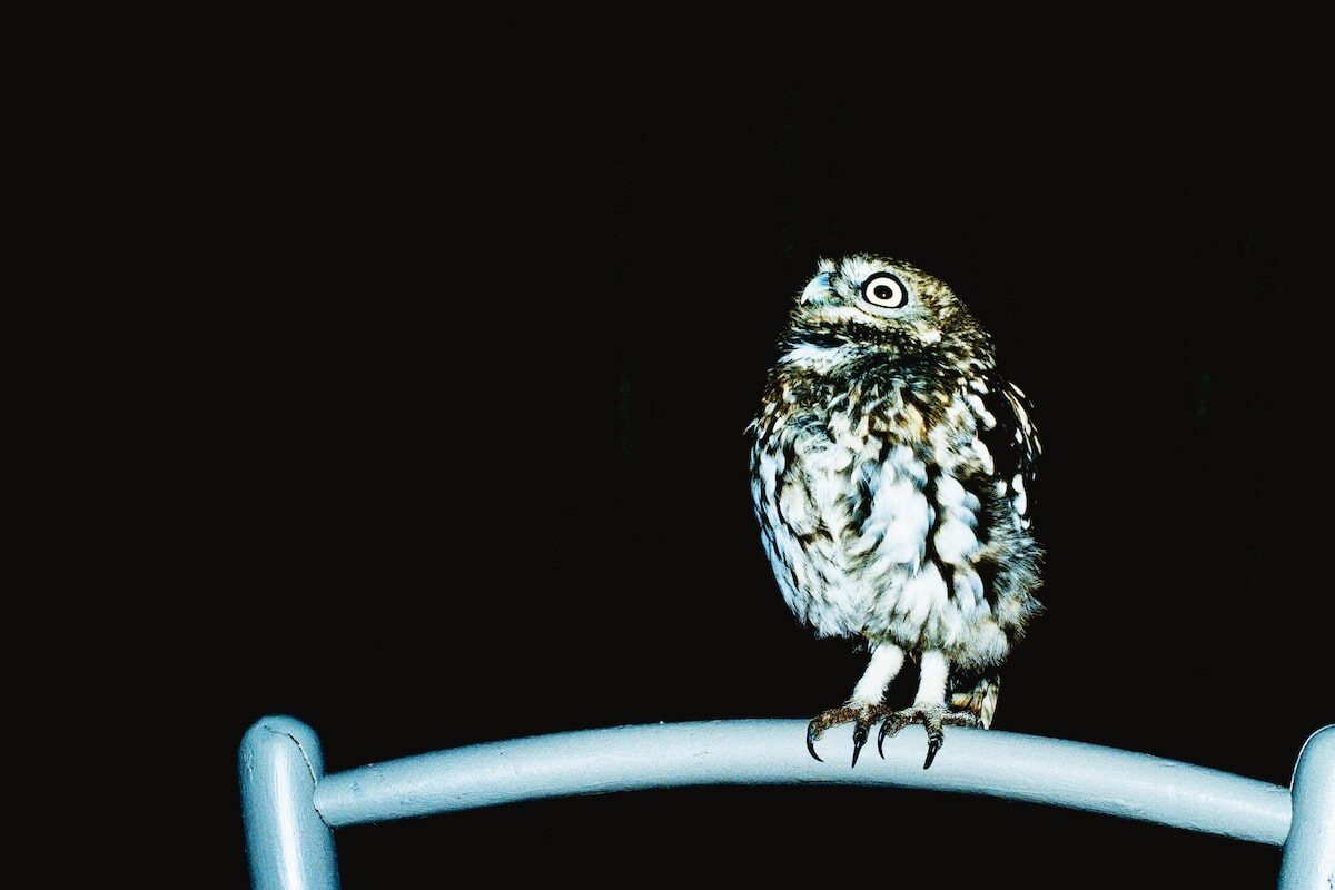 © Laure Pubert