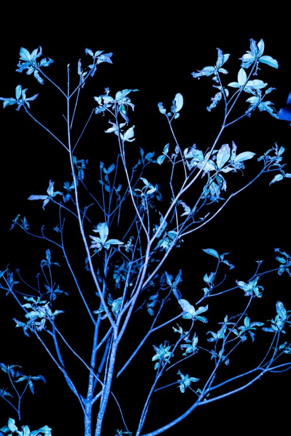 © Valeria Arendar