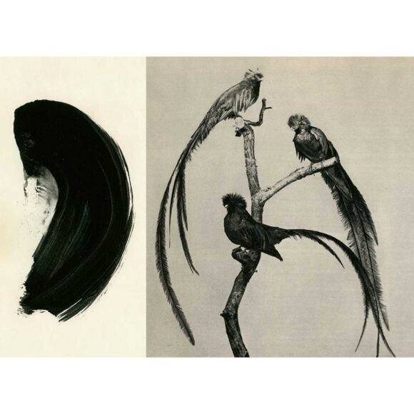 © Irene Zottala