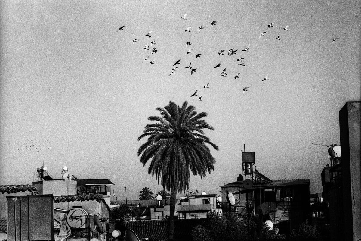 © Yusuf Sevicli