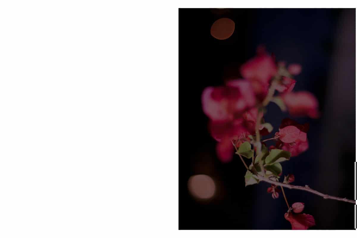 © Nora Hollstein