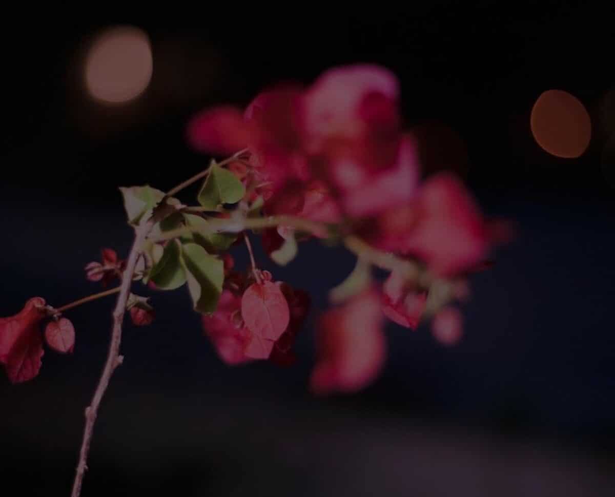 © Nora Hollstein