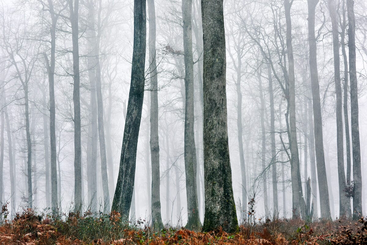 © Alain Szczuczynski