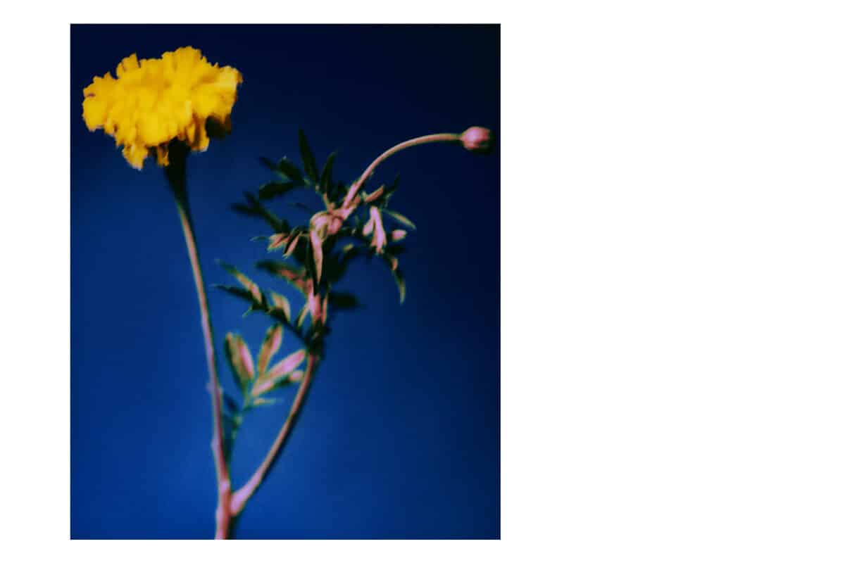 © Chen Yung-Hua