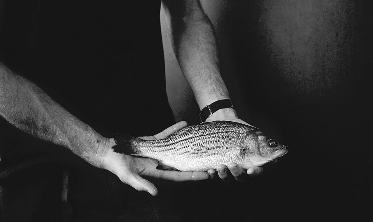 © Tom Lyon