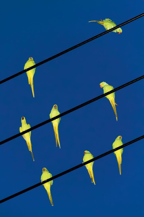 © Yoshinori Mizutani / courtoisie IMA gallery