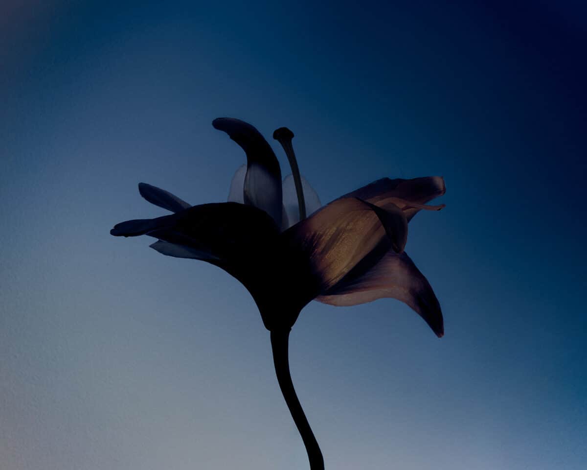 © Evelyn Freja