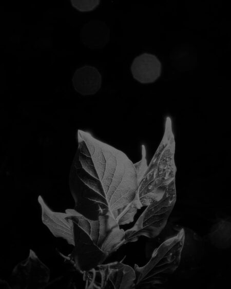 © Evelyn Freja