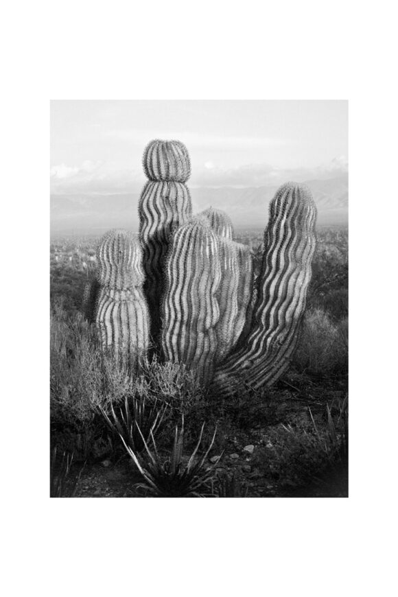 © Julien Lombardi