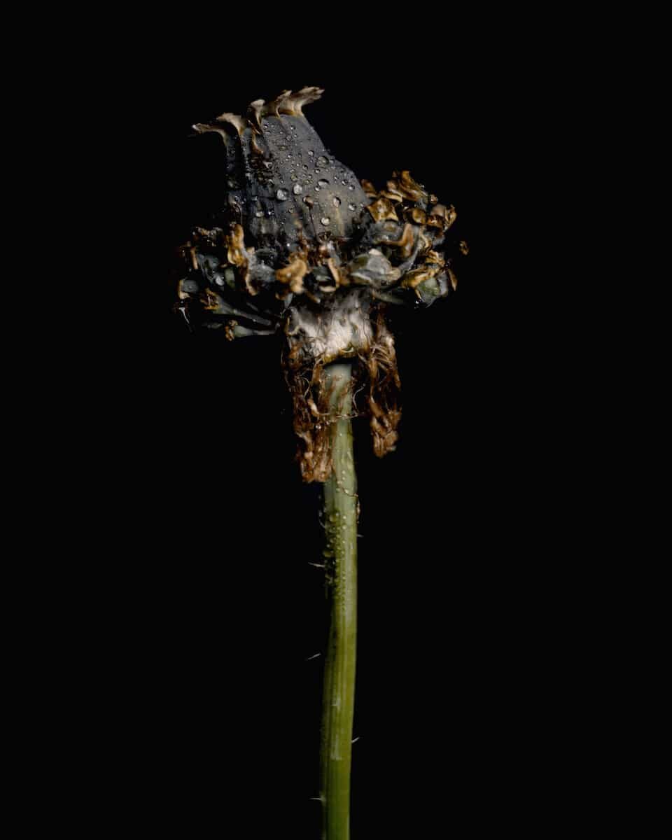 © Sander Coers