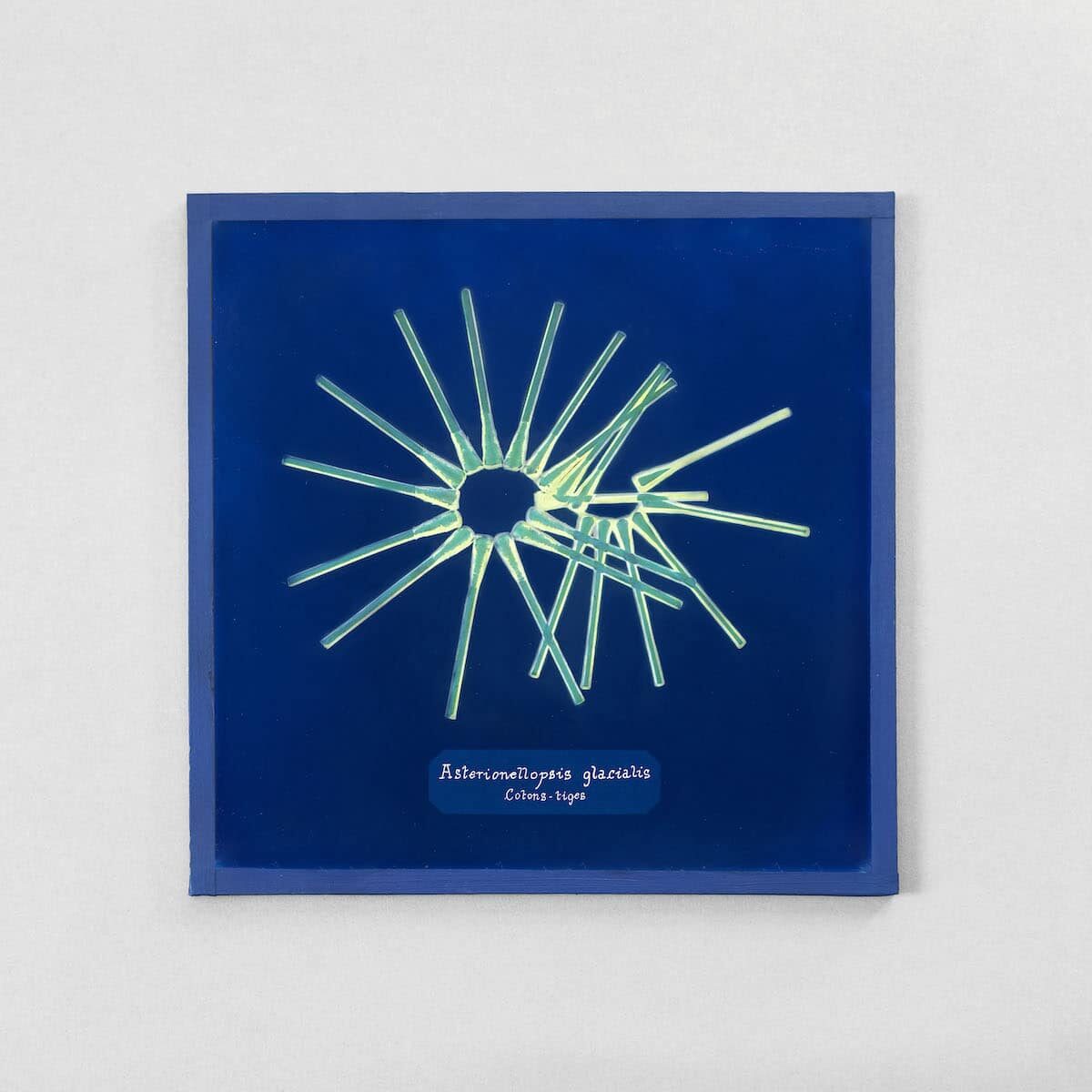 © Manon Lanjouère, Asterionellopsis glacialis / © @adagp, Paris 2022.