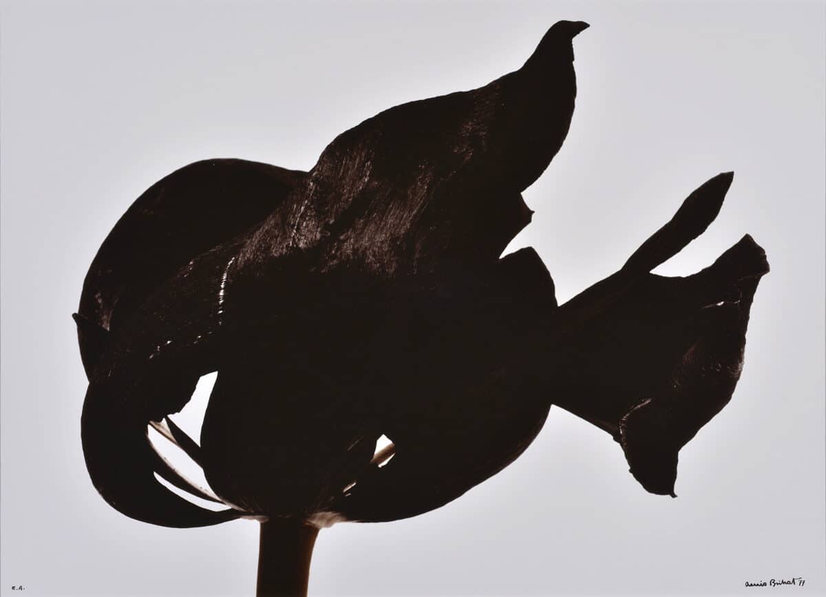 © Denis Brihat