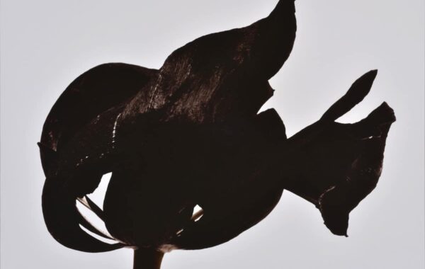 © Denis Brihat