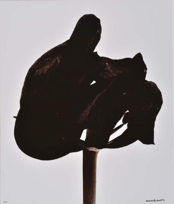 © Denis Brihat