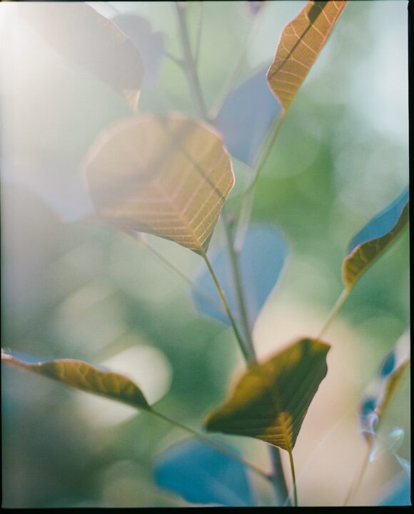 © Whitney Hayes