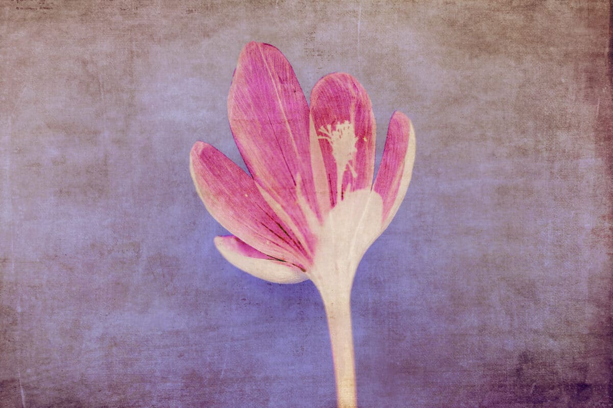 © Julie Arnoux