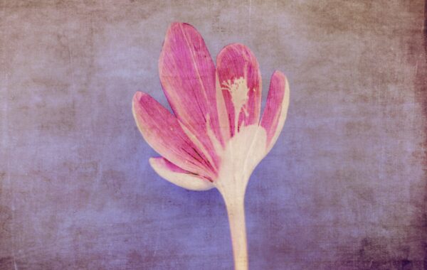 © Julie Arnoux