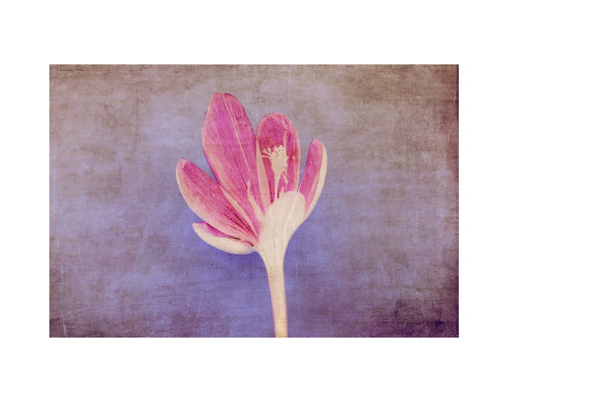 © Julie Arnoux