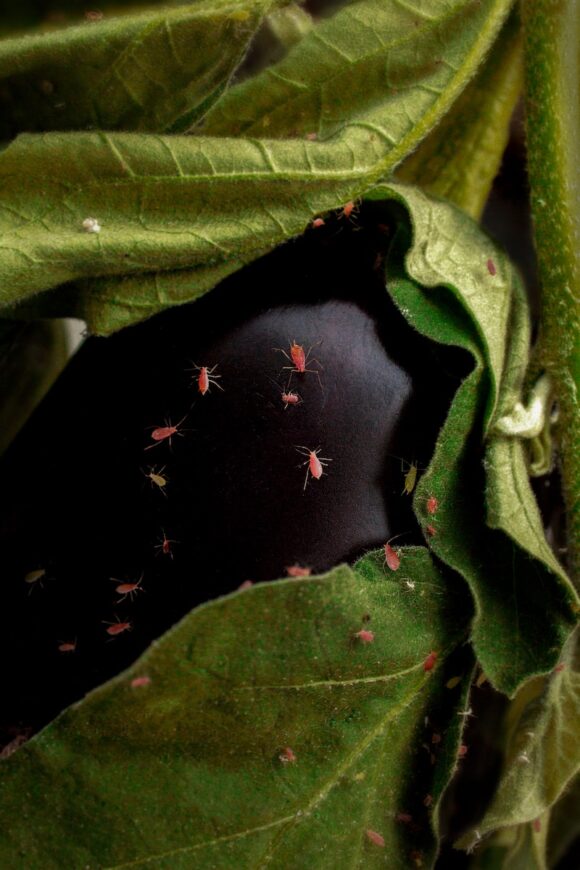 © Maewenn Bourcelot