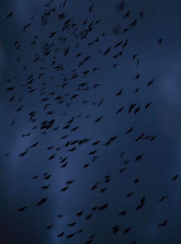 © Mark Griffiths