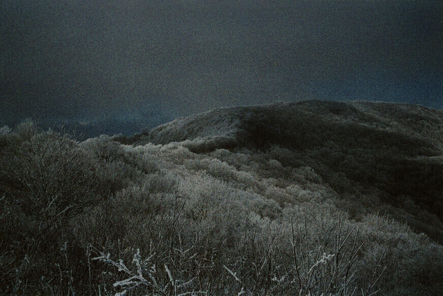 © Matt Wilson