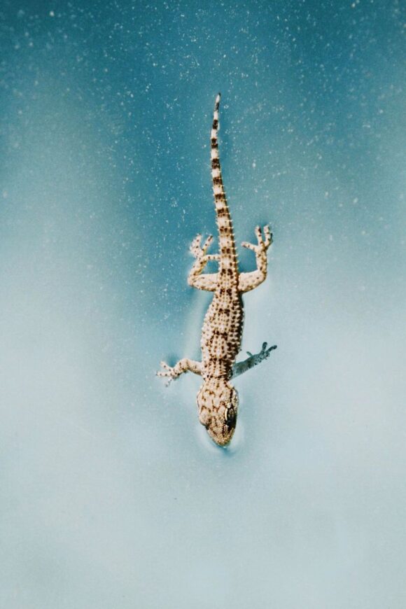 © Naomi Pecqueux