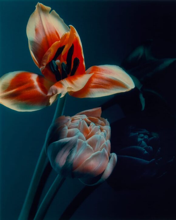 © Maxime Frogé