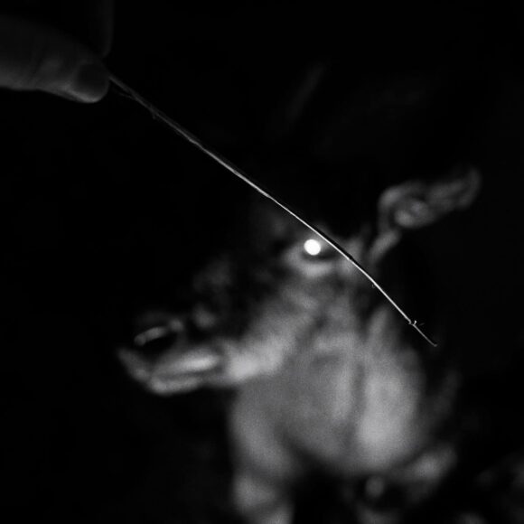 © Tommaso Gallinaro