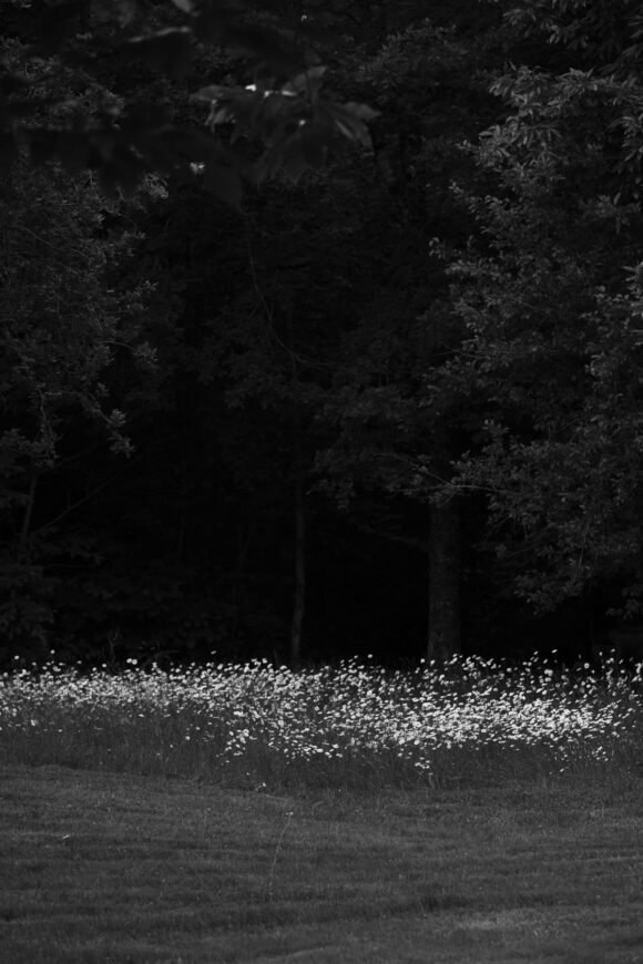 © Tommaso Gallinaro