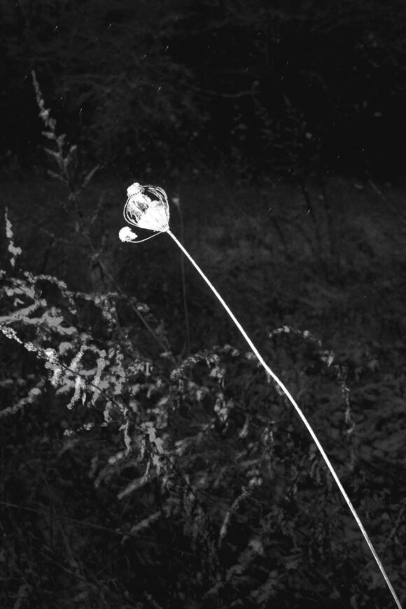 © Tommaso Gallinaro