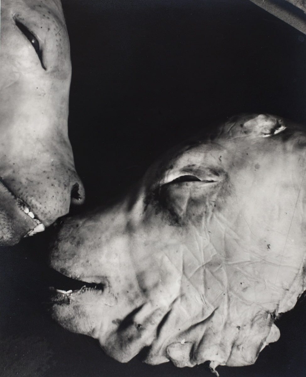 d’Ora, Tête de veau fendue, c. 1949–1957 © Collection Fritz Simak