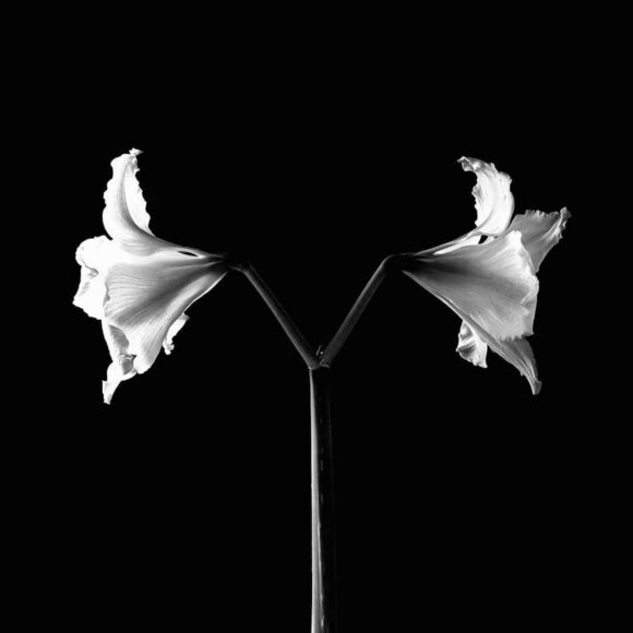 © Louise Almar
