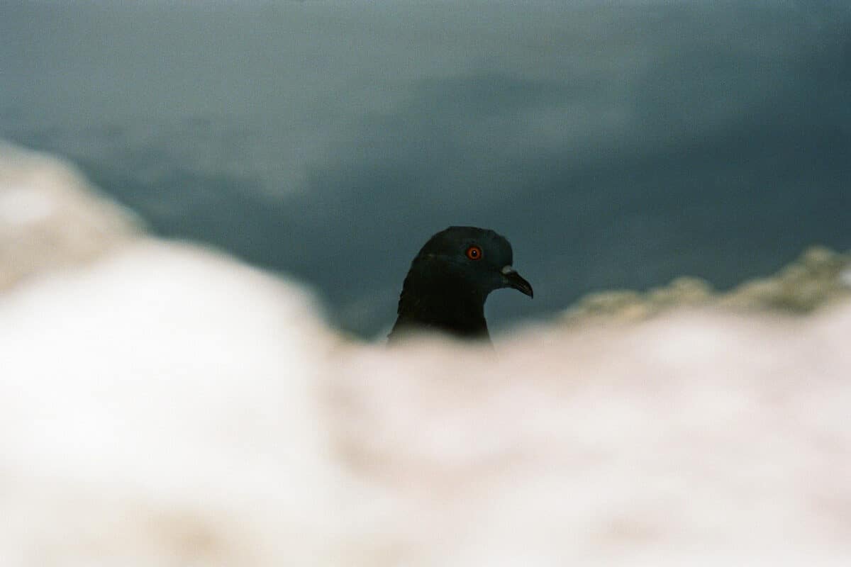 © Chloé Lamidey