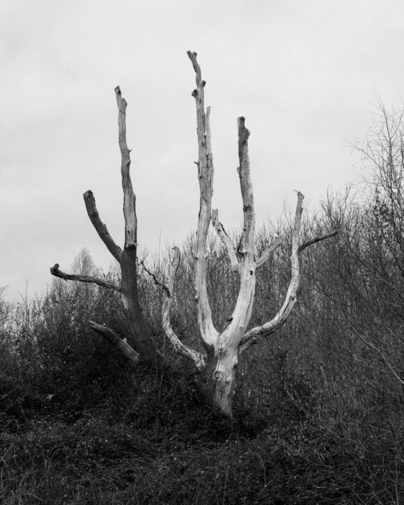 © Robert Darch