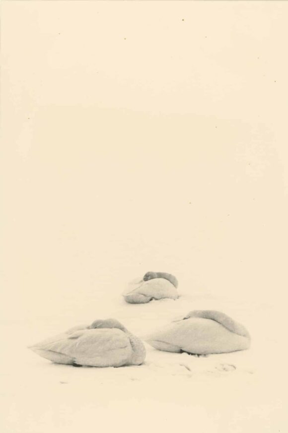 © Yamamoto Masao