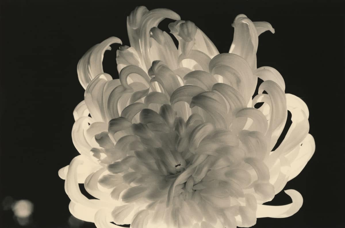 © Yamamoto Masao