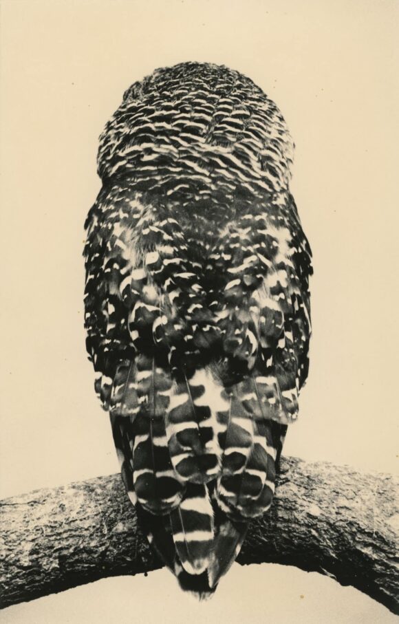 © Yamamoto Masao
