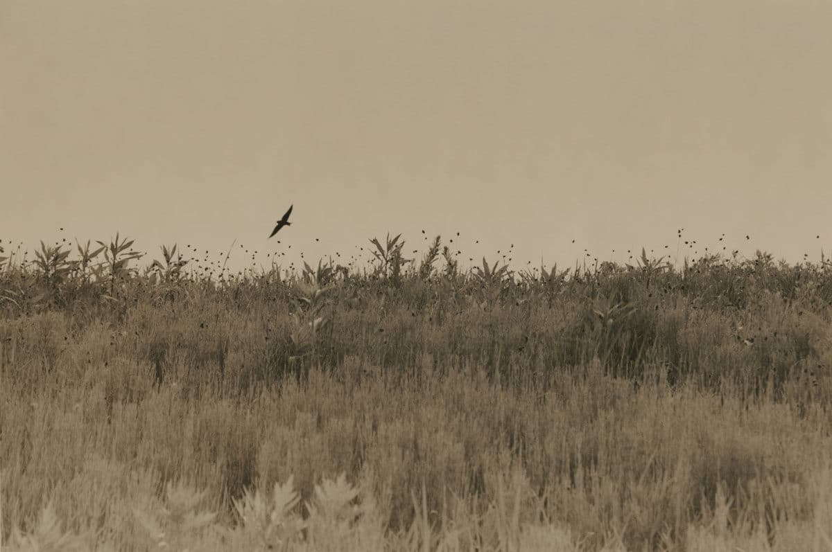 © Yamamoto Masao