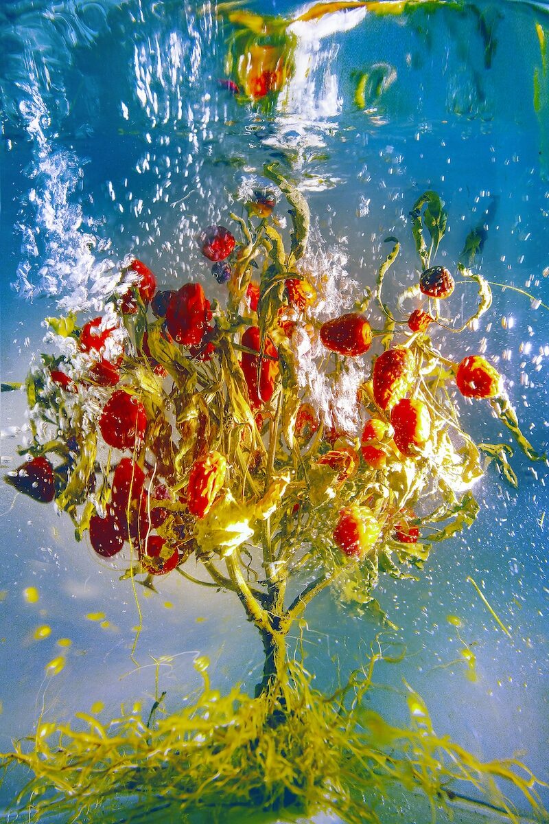 © Chiron Duong
