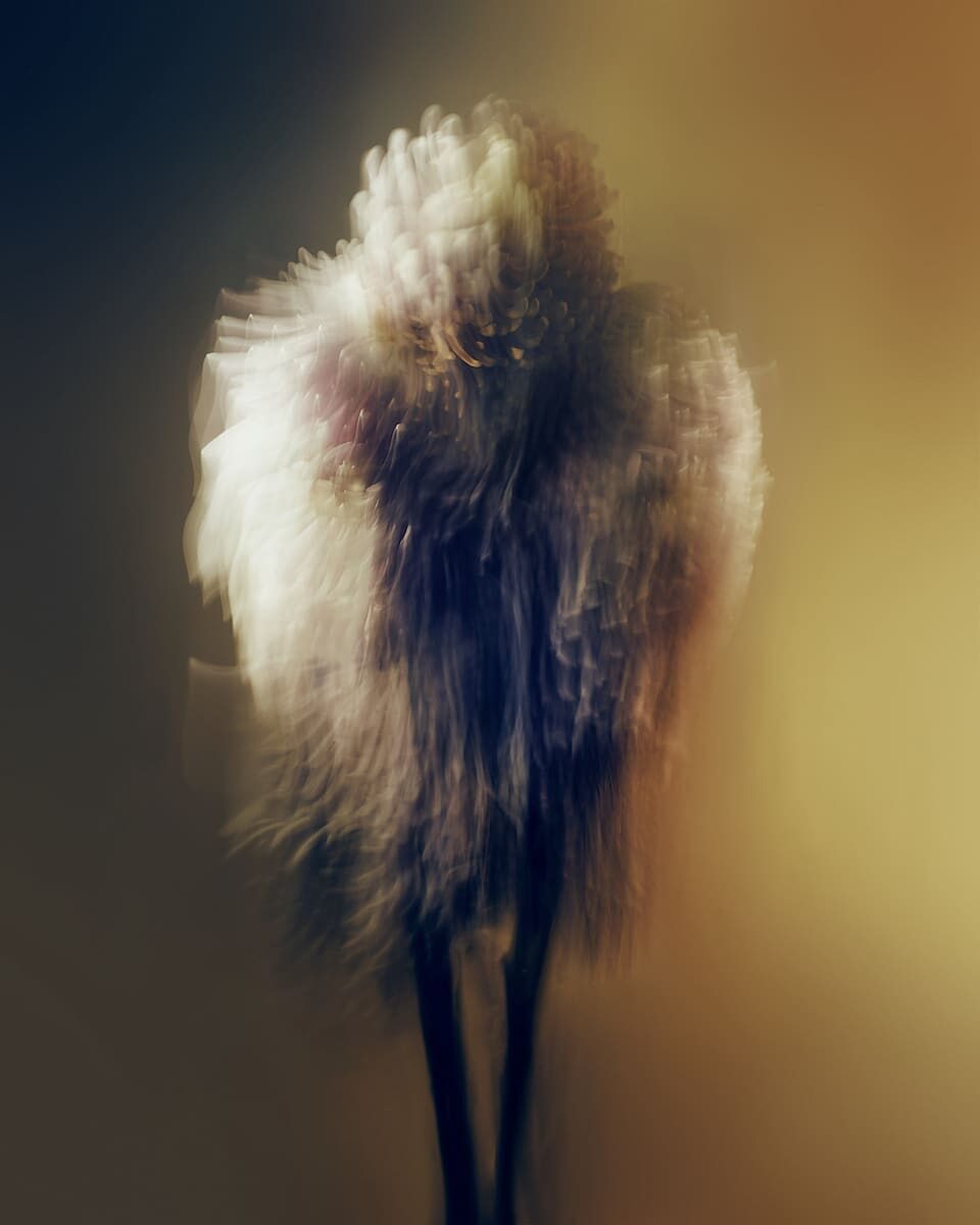 © Chiron Duong