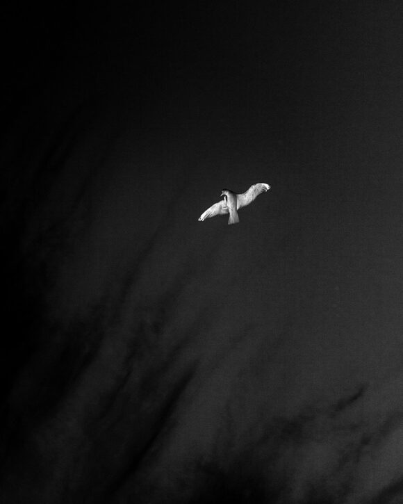 © Ludovic Jaunatre