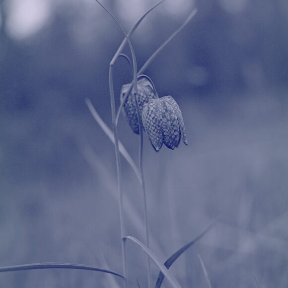 © Ludovic Jaunatre