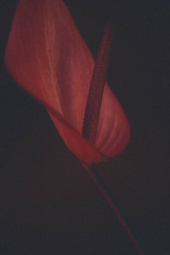 © Justine Robineau